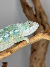 Load image into Gallery viewer, AMBILOBE Panther Chameleon: (E21)
