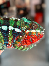 Load image into Gallery viewer, AMBILOBE male: Riot/JJ/Bolt (J10)
