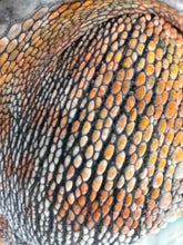 Load image into Gallery viewer, AMBILOBE Panther Chameleon male:(E23)