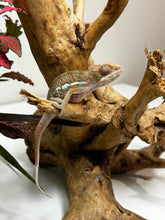 Load image into Gallery viewer, Ambilobe Male (R9)