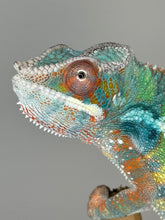 Load image into Gallery viewer, AMBILOBE Panther Chameleon male:(J6)