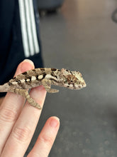 Load image into Gallery viewer, SAMBAVA Panther Chameleon: Marley x Mabel (R12)
