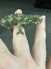 Load image into Gallery viewer, Male Jackson’s Chameleon: I7
