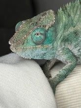 Load image into Gallery viewer, AMBANJA X ANKIFY Panther Chameleon:(J10)