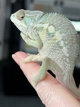 Load image into Gallery viewer, AMBILOBE male: Starburst x Margaret (R8)