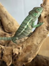 Load image into Gallery viewer, Ambilobe Panther Chameleon: Jimmy Walker x Dianne (R5)