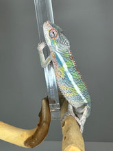 Load image into Gallery viewer, AMBILOBE Panther Chameleon: (E22)