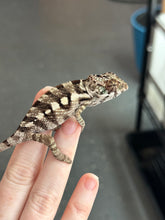 Load image into Gallery viewer, SAMBAVA Panther Chameleon: Marley x Mabel (R12)