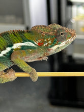 Load image into Gallery viewer, ANKILOBE Panther Chameleon: Ankify x Ambilobe (J5)