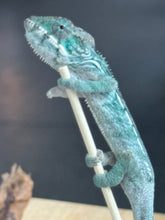 Load image into Gallery viewer, AMBILOBE Panther Chameleon: Frank x Sandy (Q1)