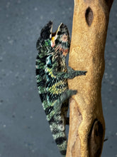 Load image into Gallery viewer, AMBILOBE Male Panther Chameleon: (E34)