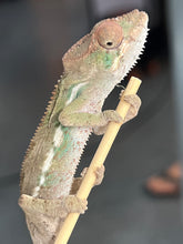 Load image into Gallery viewer, AMBILOBE male: Sam x Georgia (R9)