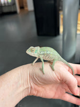 Load image into Gallery viewer, ANKILOBE Panther Chameleon: Ankify x Ambilobe (R8)