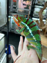 Load image into Gallery viewer, Ambilobe Panther Chameleon Riot/JJ/Bolt J7