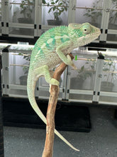 Load image into Gallery viewer, AMBILOBE Panther Chameleon: (E19)