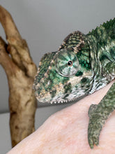 Load image into Gallery viewer, AMBILOBE Panther Chameleon: (E29)
