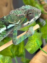 Load image into Gallery viewer, AMBILOBE Panther Chameleon: Frank x Sandy (J9)