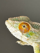 Load image into Gallery viewer, AMBILOBE male: Sam x Amie (S1)