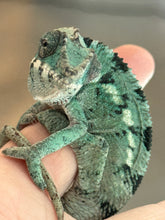 Load image into Gallery viewer, AMBILOBE male: Starburst x Margaret (R13)
