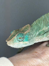 Load image into Gallery viewer, AMBANJA X ANKIFY Panther Chameleon:(J10)
