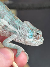 Load image into Gallery viewer, AMBANJA Panther Chameleon: Blue Inferno x Tango (E8)