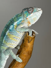 Load image into Gallery viewer, AMBILOBE Male Panther Chameleon: (E36)