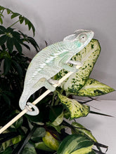 Load image into Gallery viewer, ANKILOBE Panther Chameleon: Ankify x Ambilobe (Q7)