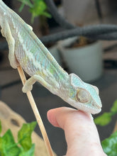 Load image into Gallery viewer, AMBILOBE Panther Chameleon: Frank x Sandy (J7)