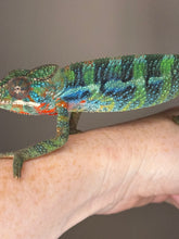 Load image into Gallery viewer, Stunning Ambilobe panther chameleon at FramsChams