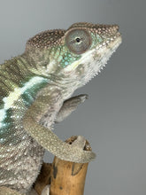 Load image into Gallery viewer, AMBILOBE Male Panther Chameleon: (E32)