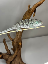Load image into Gallery viewer, AMBANJA X ANKIFY Panther Chameleon:(F1)
