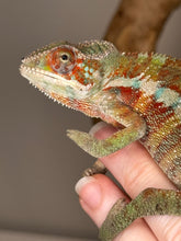 Load image into Gallery viewer, AMBILOBE Panther Chameleon: (E31)