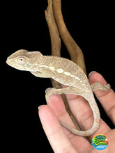 Load image into Gallery viewer, AMBILOBE male panther chameleon: Flash x Opal (R5)
