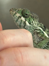 Load image into Gallery viewer, AMBILOBE Panther Chameleon: Jimmy Walker x Dianne (R14)