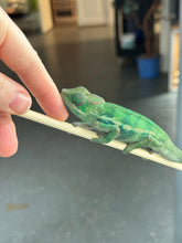 Load image into Gallery viewer, AMBANJA Panther Chameleon: (E22)
