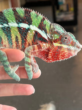 Load image into Gallery viewer, AMBILOBE Panther Chameleon: Riot/JJ/Bolt (J2)