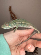 Load image into Gallery viewer, AMBILOBE Panther Chameleon: (E36)