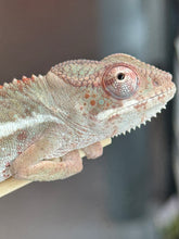 Load image into Gallery viewer, AMBILOBE Panther Chameleon: Starburst x Margaret (I8)