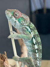Load image into Gallery viewer, AMBILOBE Panther Chameleon: Frank x Sandy (R20)
