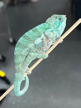 Load image into Gallery viewer, AMBANJA/NOSY FALY male (I5)