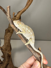 Load image into Gallery viewer, AMBILOBE FEMALE Panther Chameleon: šŗ (Q12)