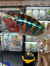 Load image into Gallery viewer, AMBILOBE male: WC Hawkeye x Nugget (J3)