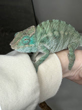 Load image into Gallery viewer, AMBANJA X ANKIFY Panther Chameleon:(J10)
