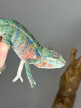 Load image into Gallery viewer, AMBILOBE Panther Chameleon: (E19)