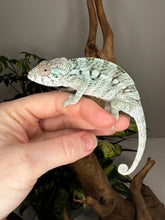 Load image into Gallery viewer, AMBILOBE FEMALE Panther Chameleon: Rogue x Phoenix (S11)