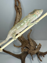 Load image into Gallery viewer, AMBILOBE FEMALE : đș (S6)