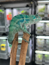 Load image into Gallery viewer, AMBANJA/NOSY FALY male (E15)