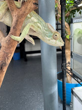 Load image into Gallery viewer, AMBILOBE FEMALE Panther Chameleon: šŗ (E34)
