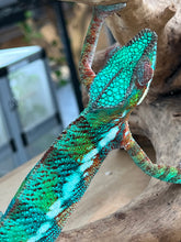 Load image into Gallery viewer, AMBILOBE male: Riot/JJ/Bolt (J5)