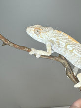 Load image into Gallery viewer, AMBILOBE FEMALE Panther Chameleon: 🚺 (E18)